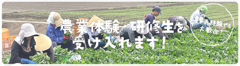 農業体験・研修生を受け入れます！