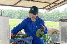 畑で箱詰めされトラックへ積み込む
